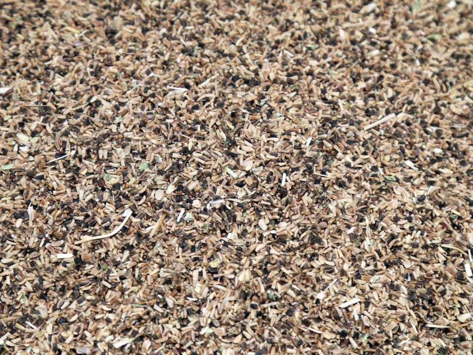 Common chicory seeds