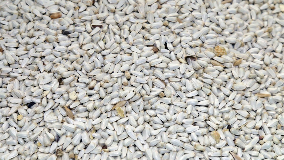 Safran batard seeds