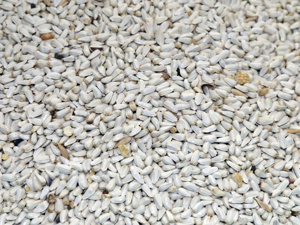 Safran batard seeds