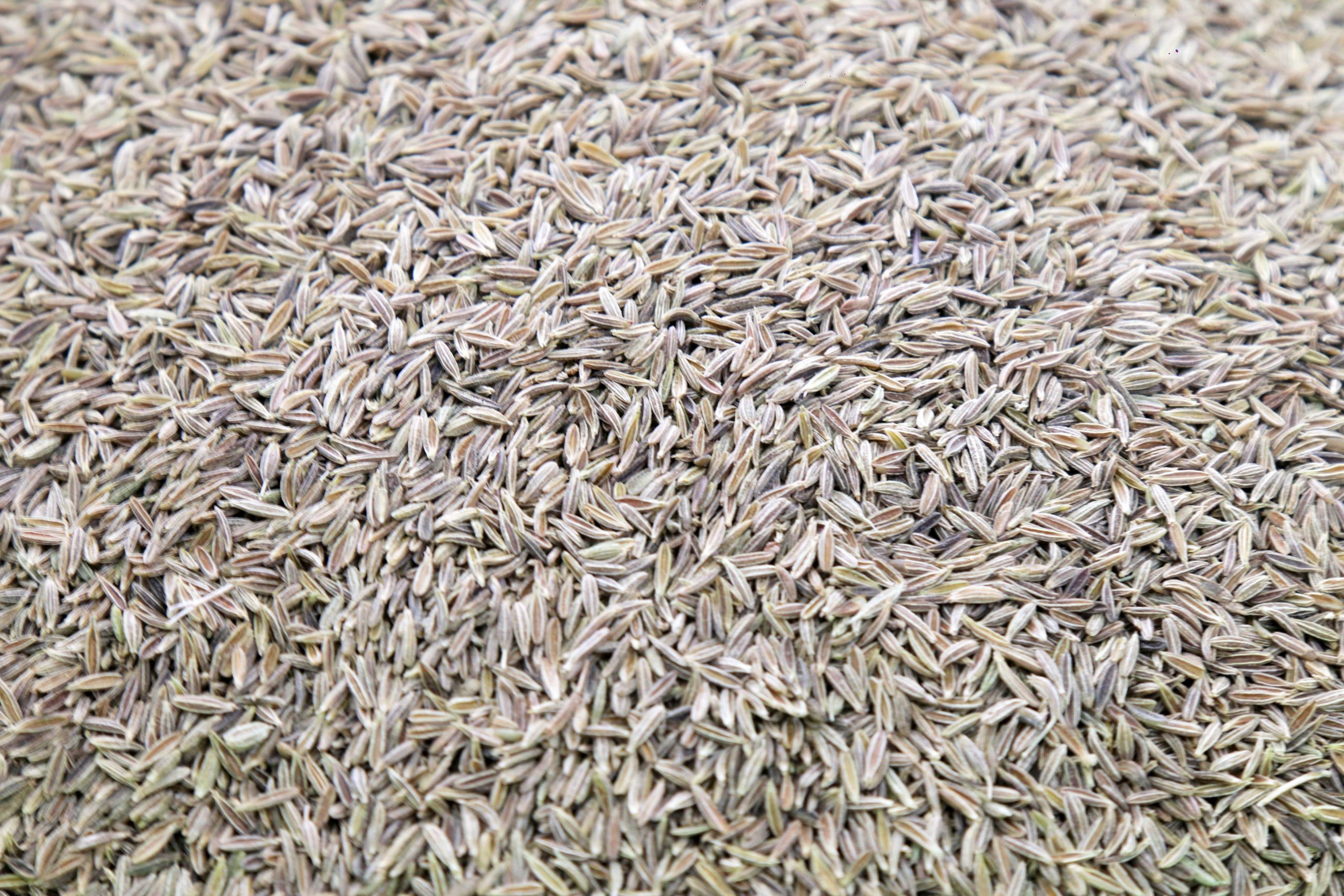 Green cumin plantexport export,plants,trade,herbal.medicine,tea