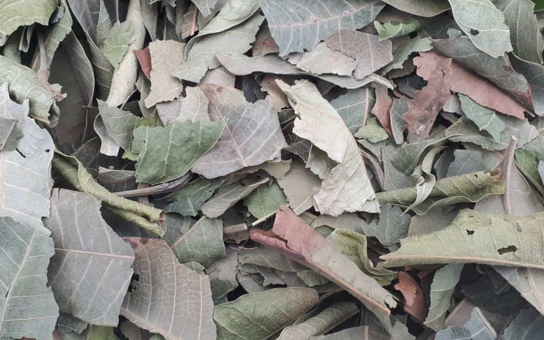 Mango leaf